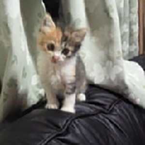 たくぼん           ☆