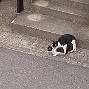 ヤヴァイ(リスナーさん)